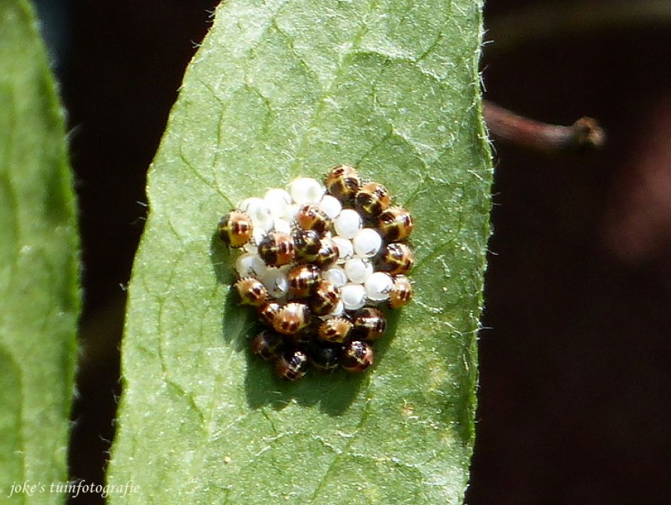 Is dit van een lieveheersbeestje?